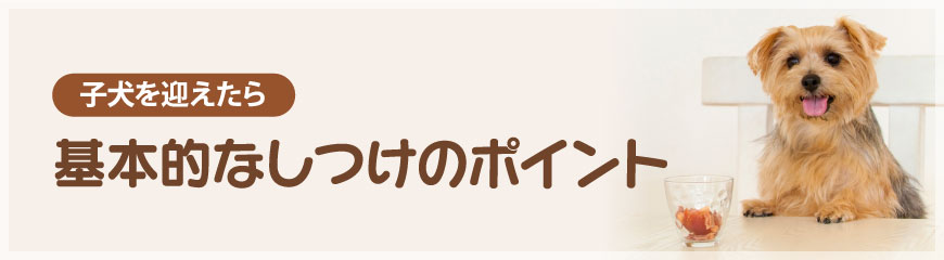 ��{�I�Ȃ����̃|�C���g