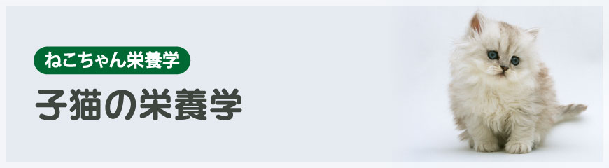 �q�L�̉h�{�w