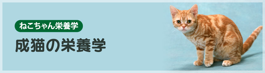 ���L�̉h�{�w