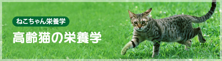 ����L�̉h�{�w