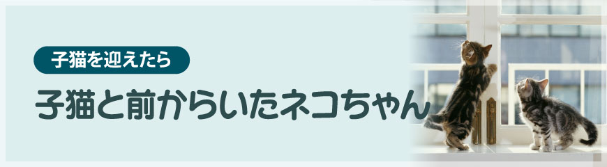 �q�L�ƑO���炢���l�R�����