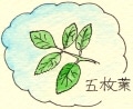五枚葉